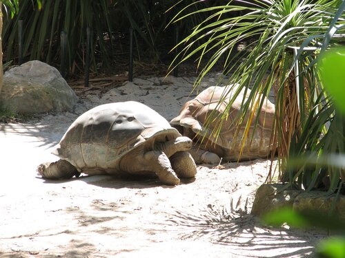 tortoises