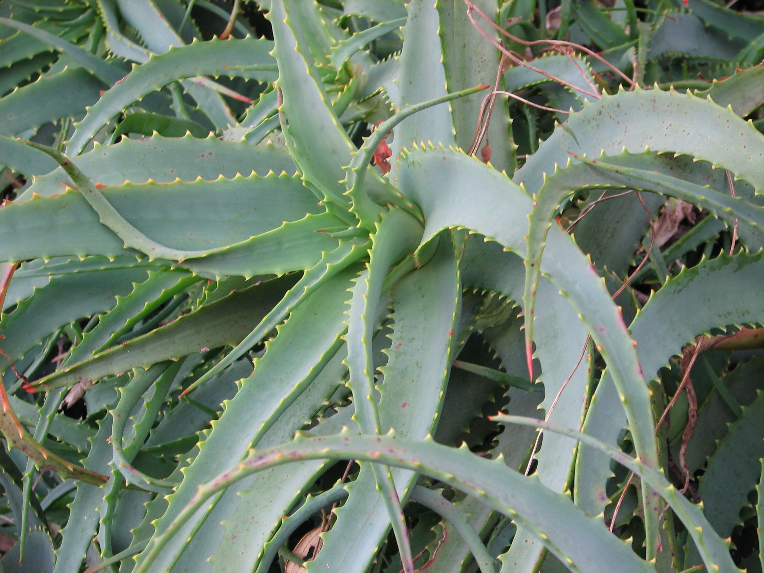 aloe