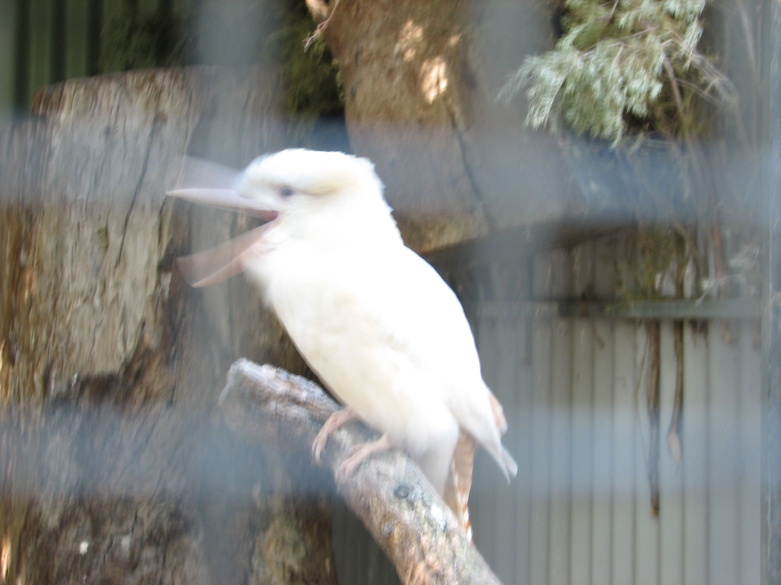 albino kookaburra - laughing
