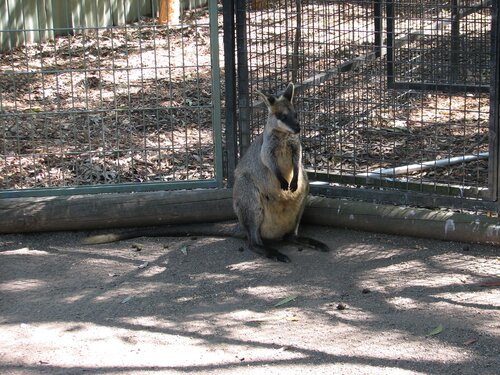 poor little wallaby