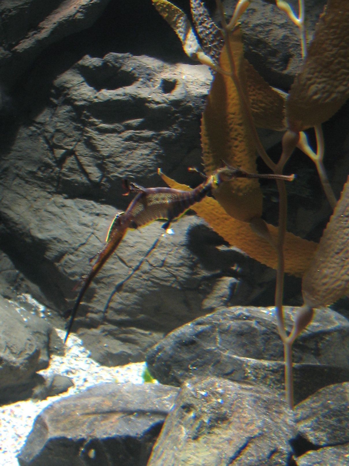 sea dragon