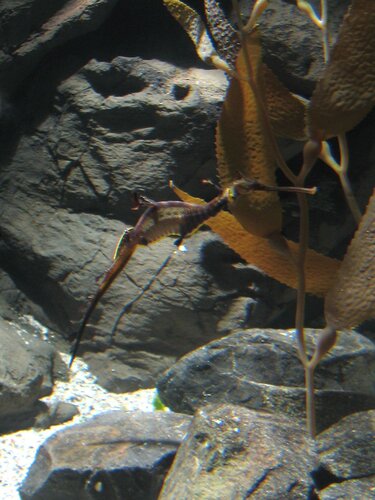 sea dragon