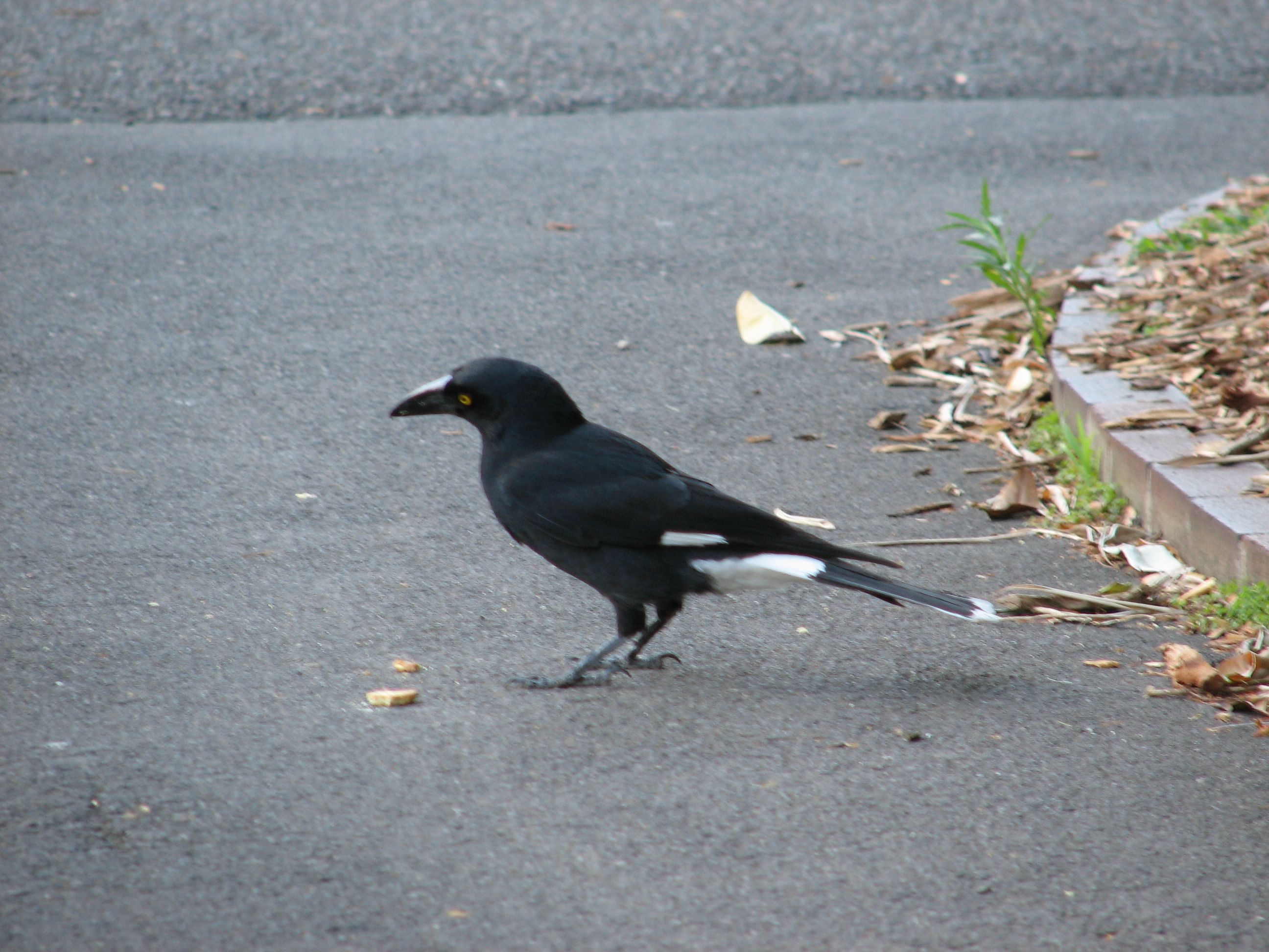 magpie eyeing his treat