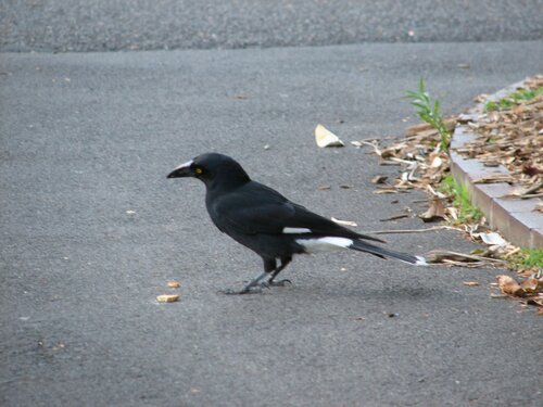 magpie eyeing his treat