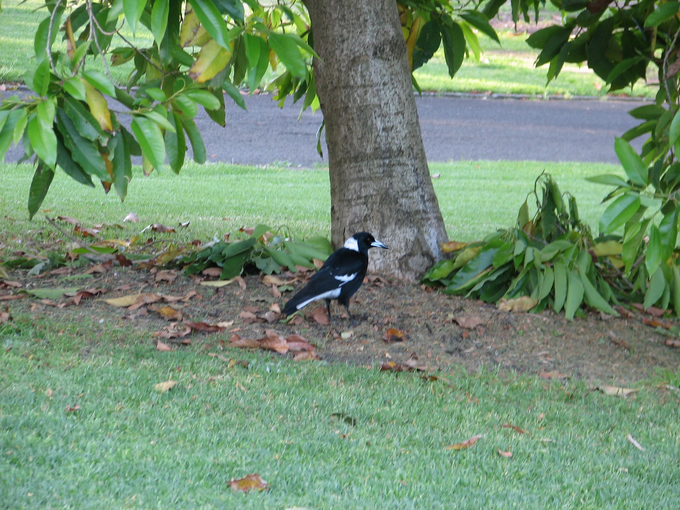 magpie