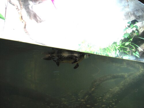 platypus