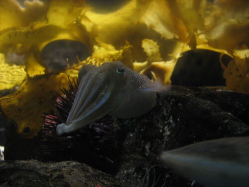 cuttlefish