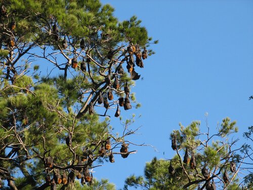 bats hanging like fruit