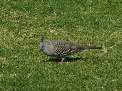 crested pigeon