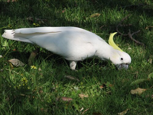 sulfur crested cockatoo