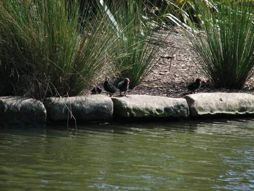 moorhen chicks