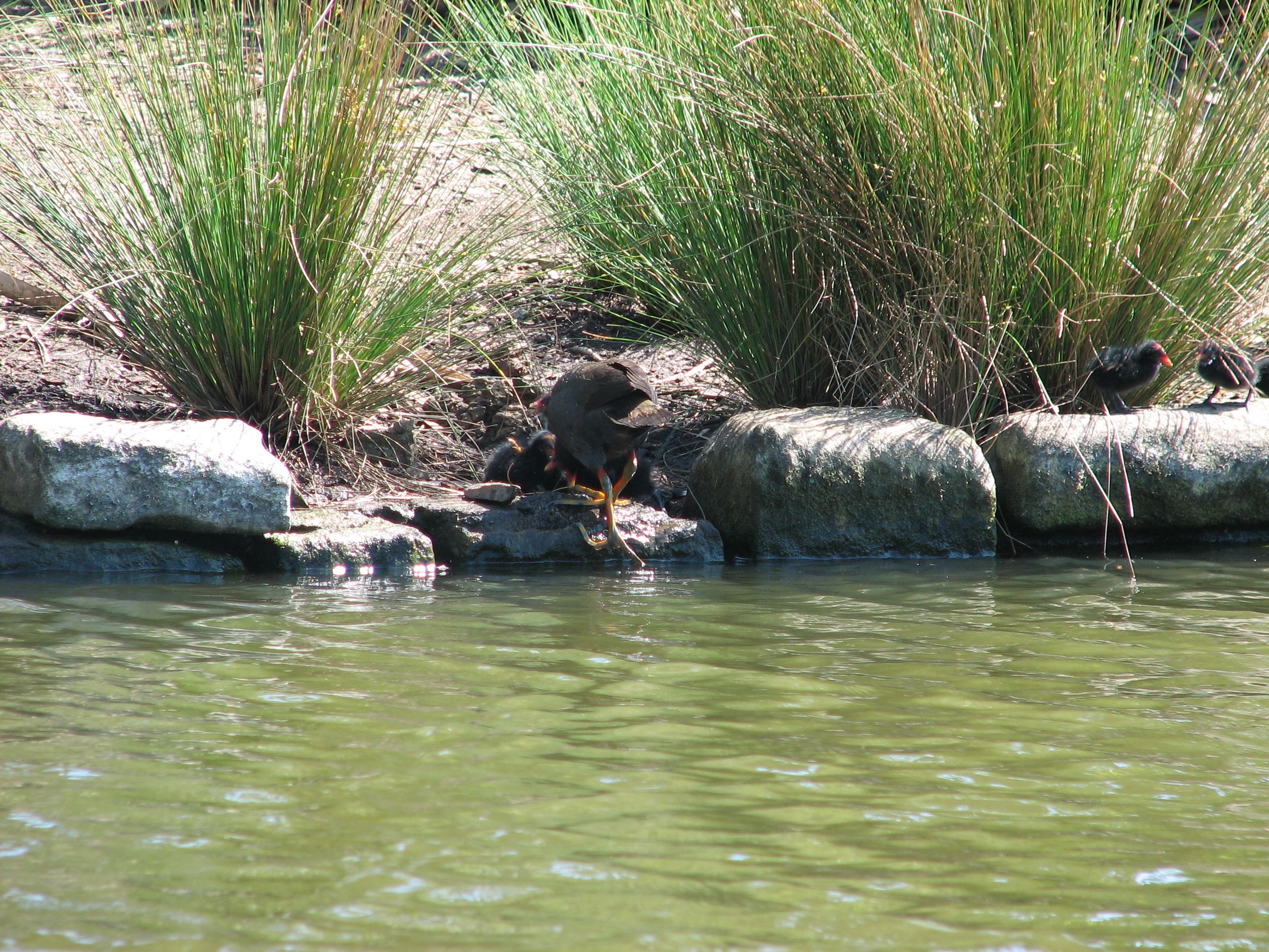 moorhen chicks