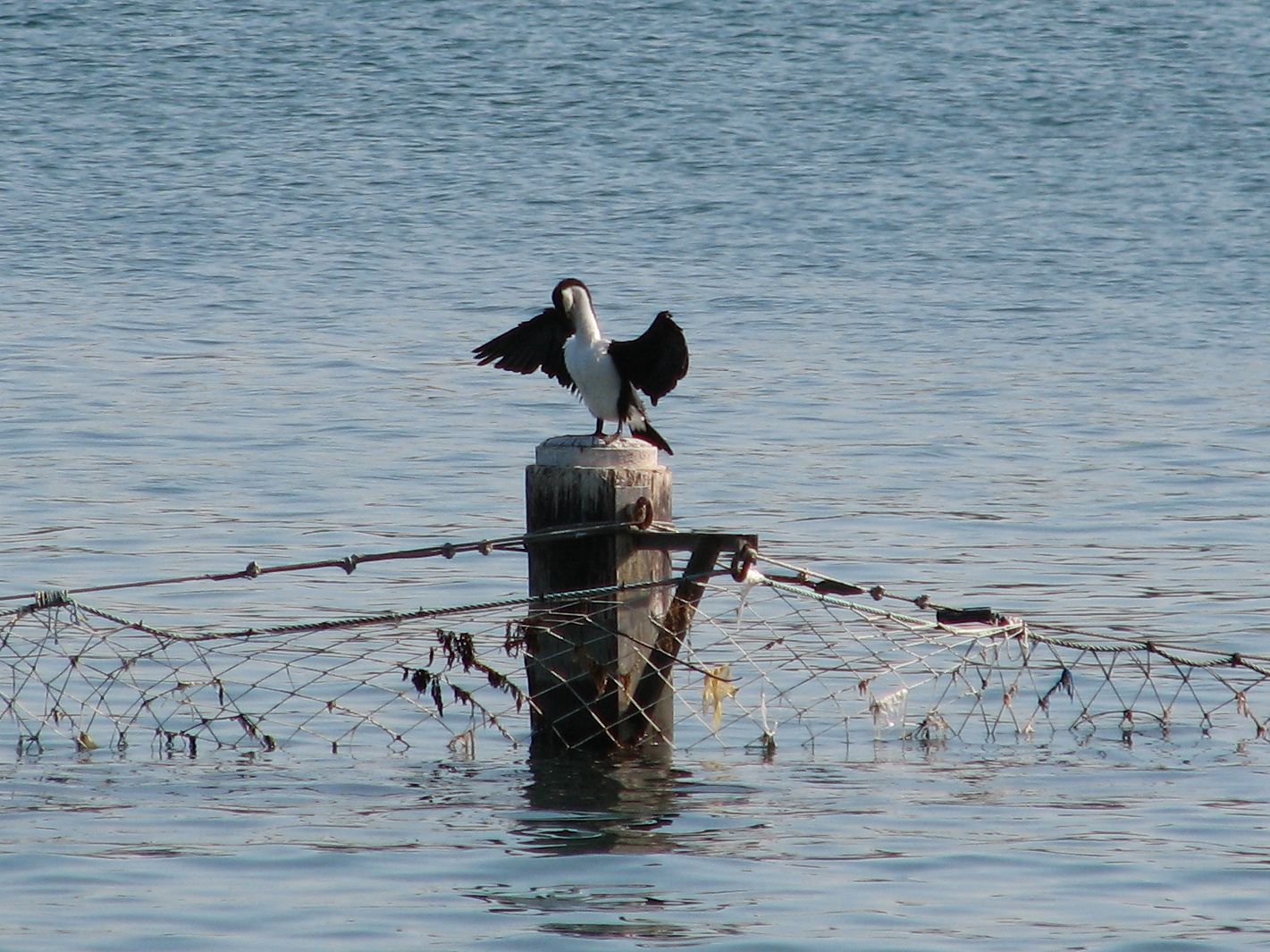 cormorant
