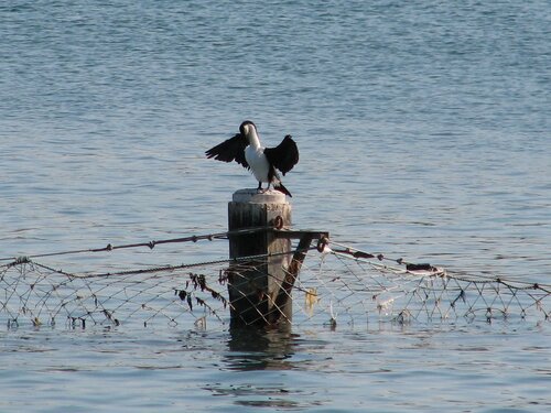 cormorant