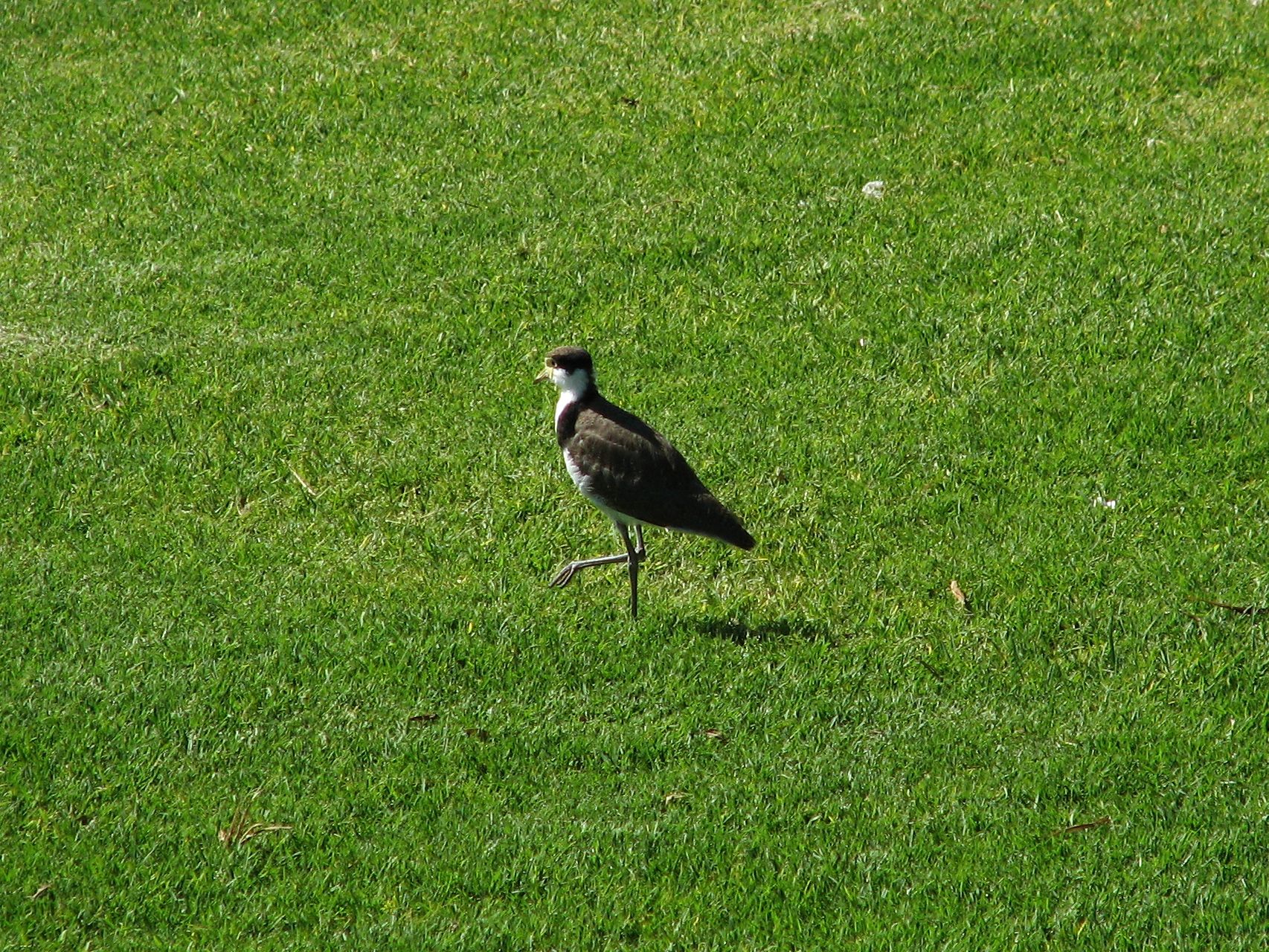 lawn bird