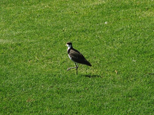lawn bird