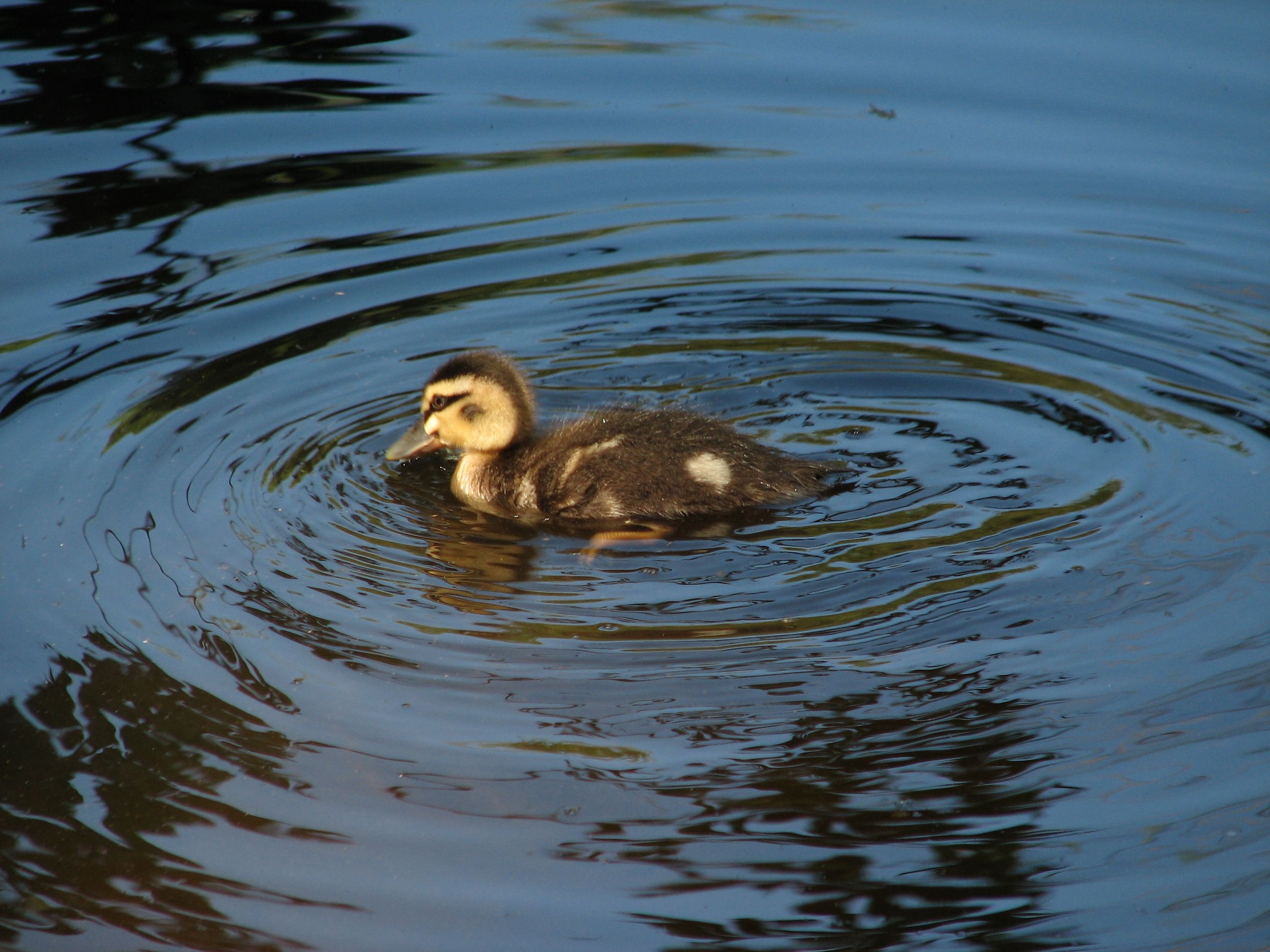 duckling