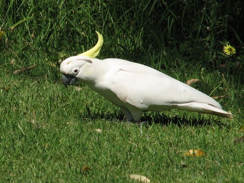 sulfur crested cockatoo