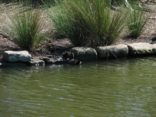 moorhen chicks