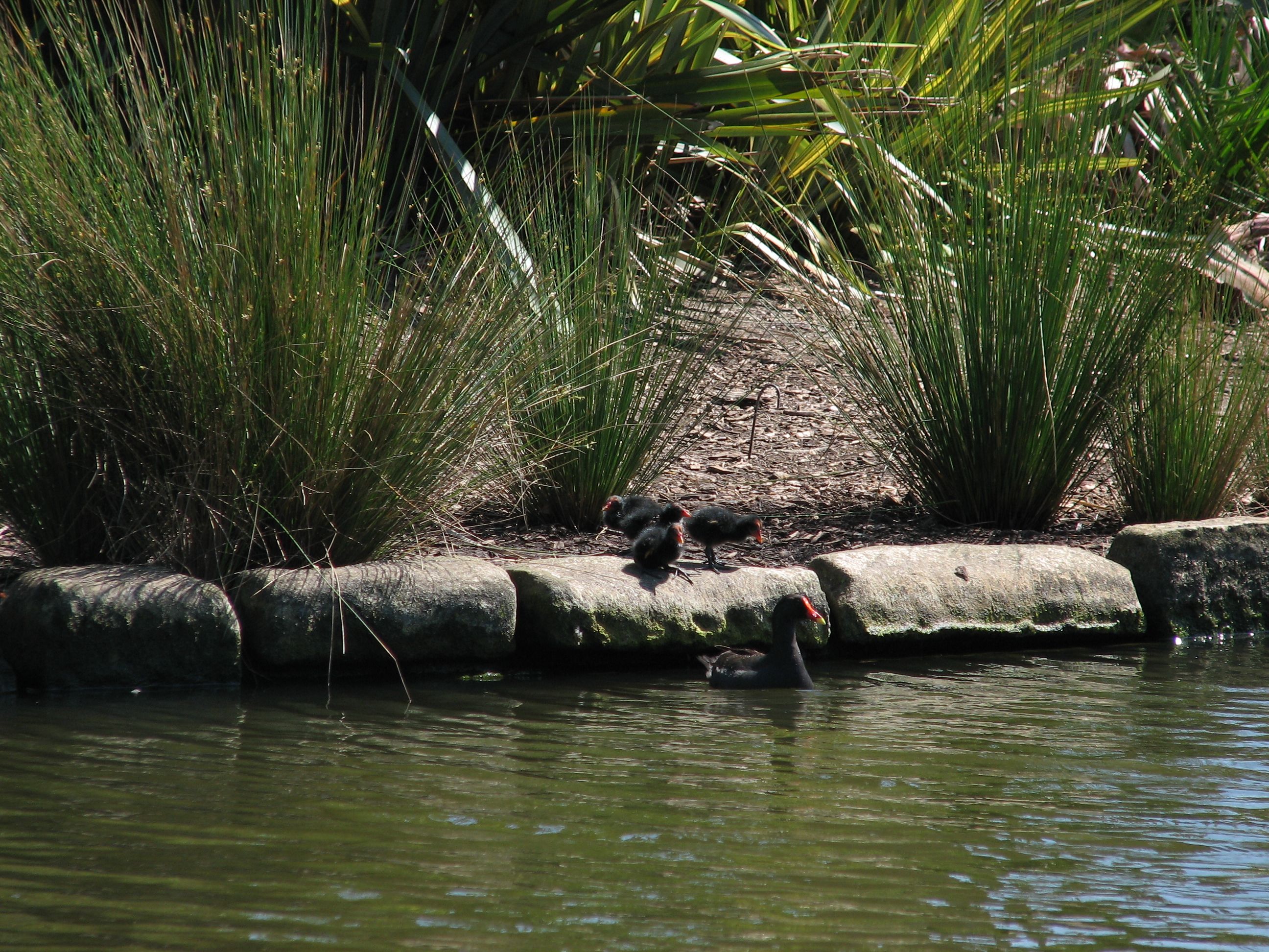 moorhen chicks
