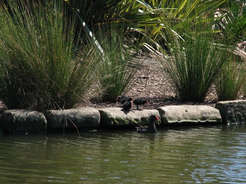moorhen chicks
