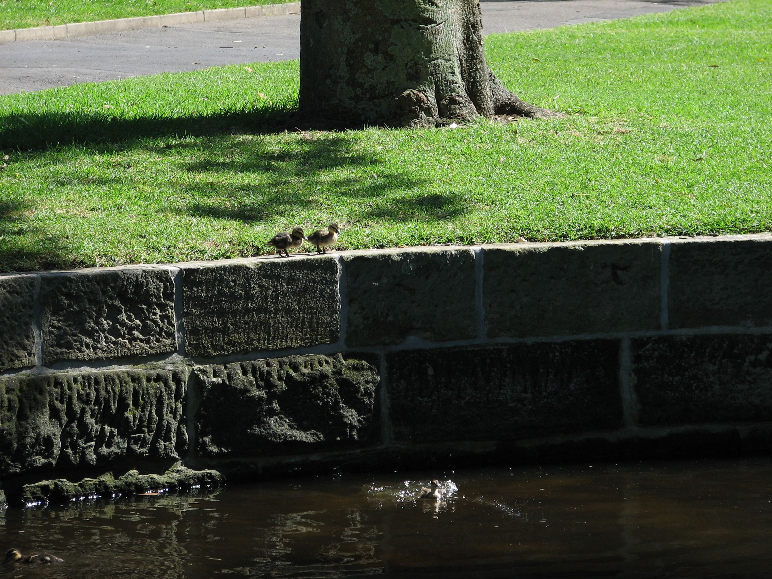 Looks like a long fall