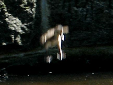 close-up on falling duckling