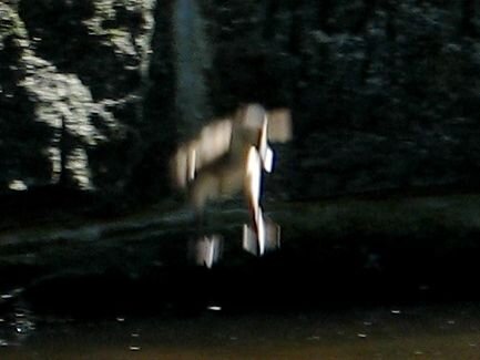 close-up on falling duckling