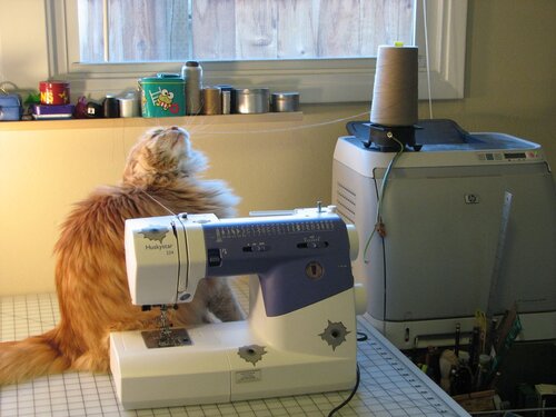 Jellybean string - 06