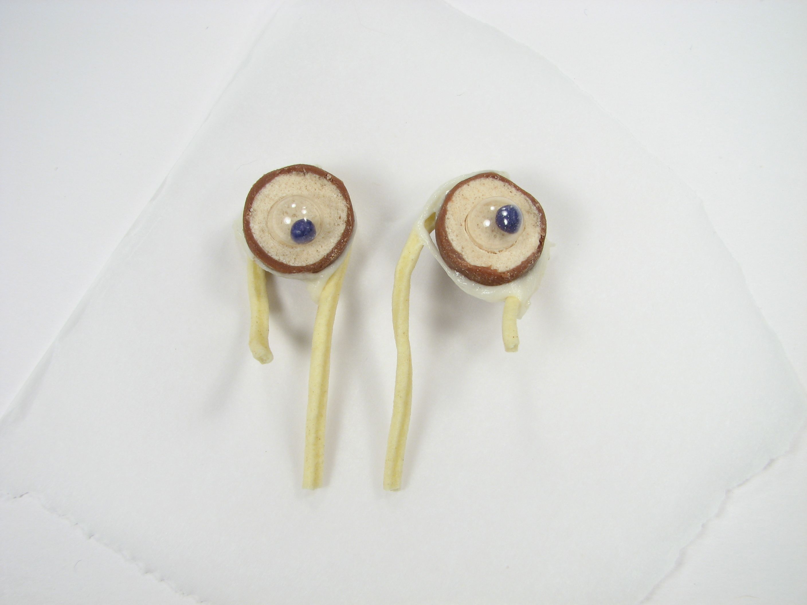 Eyestalks