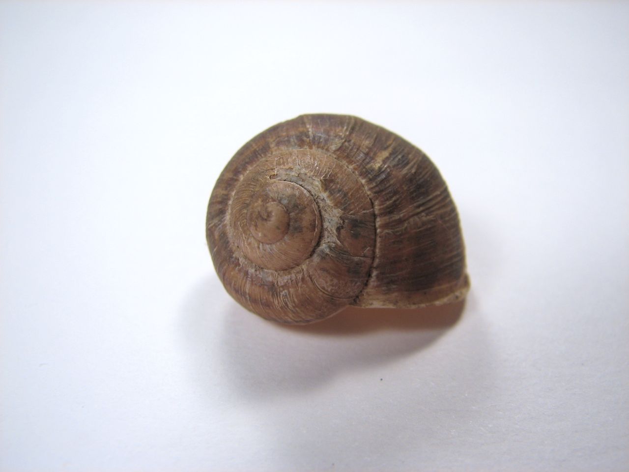 A velvet bristlebot racing snail