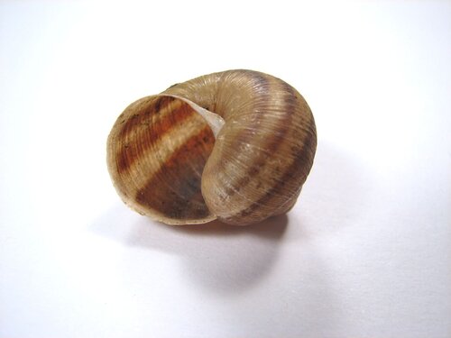 A velvet bristlebot racing snail