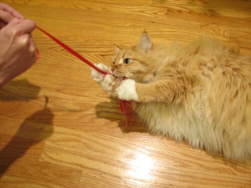 Don't try to part a cat from her ribbon