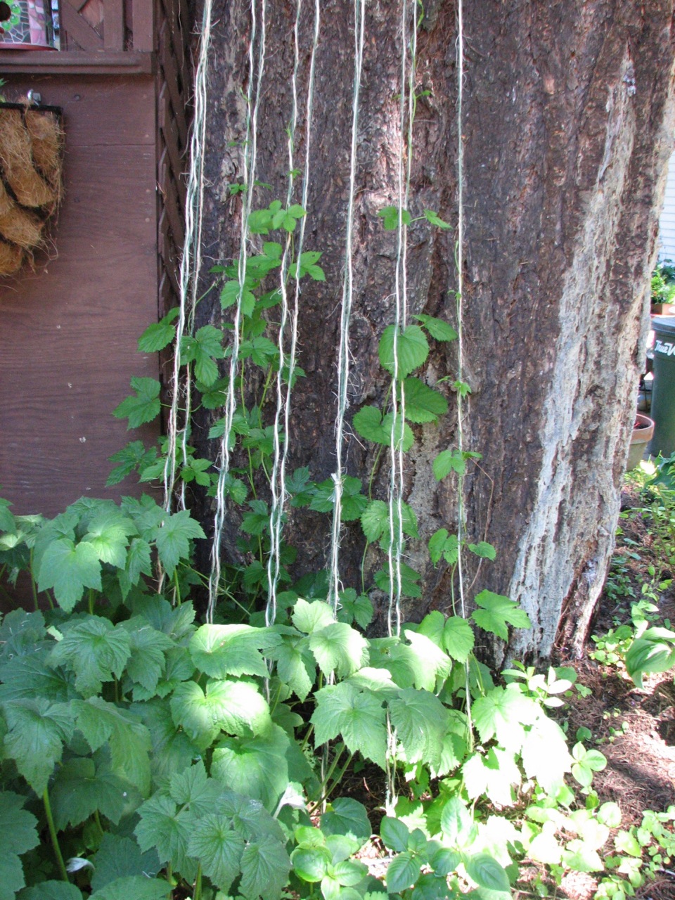 Hops Trellis