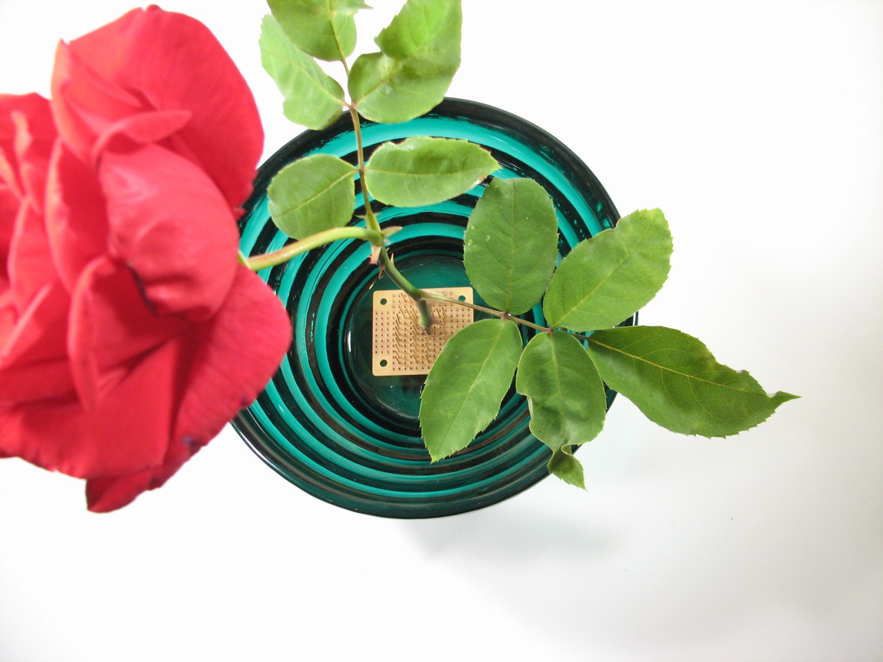 Wire Wrap Frog - rose on frog