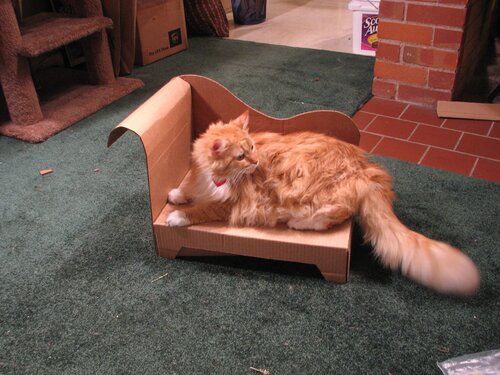 Jellybean is distracted.