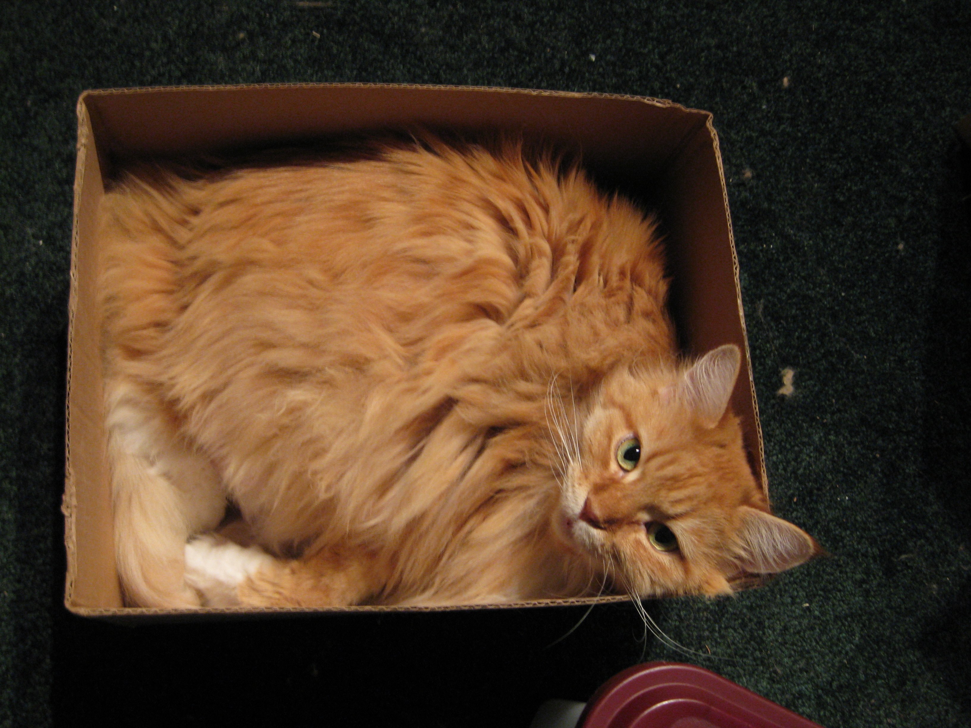 Rectangular JellyBean