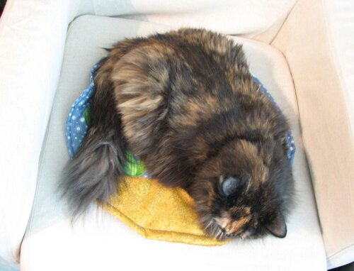 Fishbowl cat quilt30