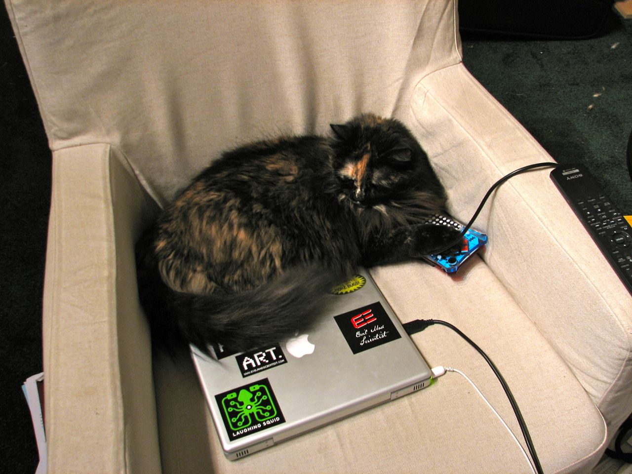 Cat Product Photo