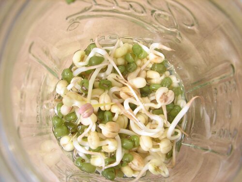 Beans day five - Kontrol