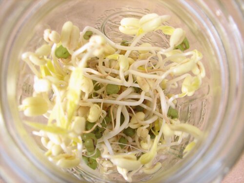 Beans day five - Kaos