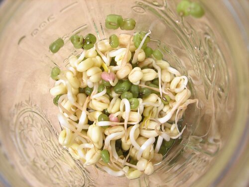 Beans day four - Kontrol