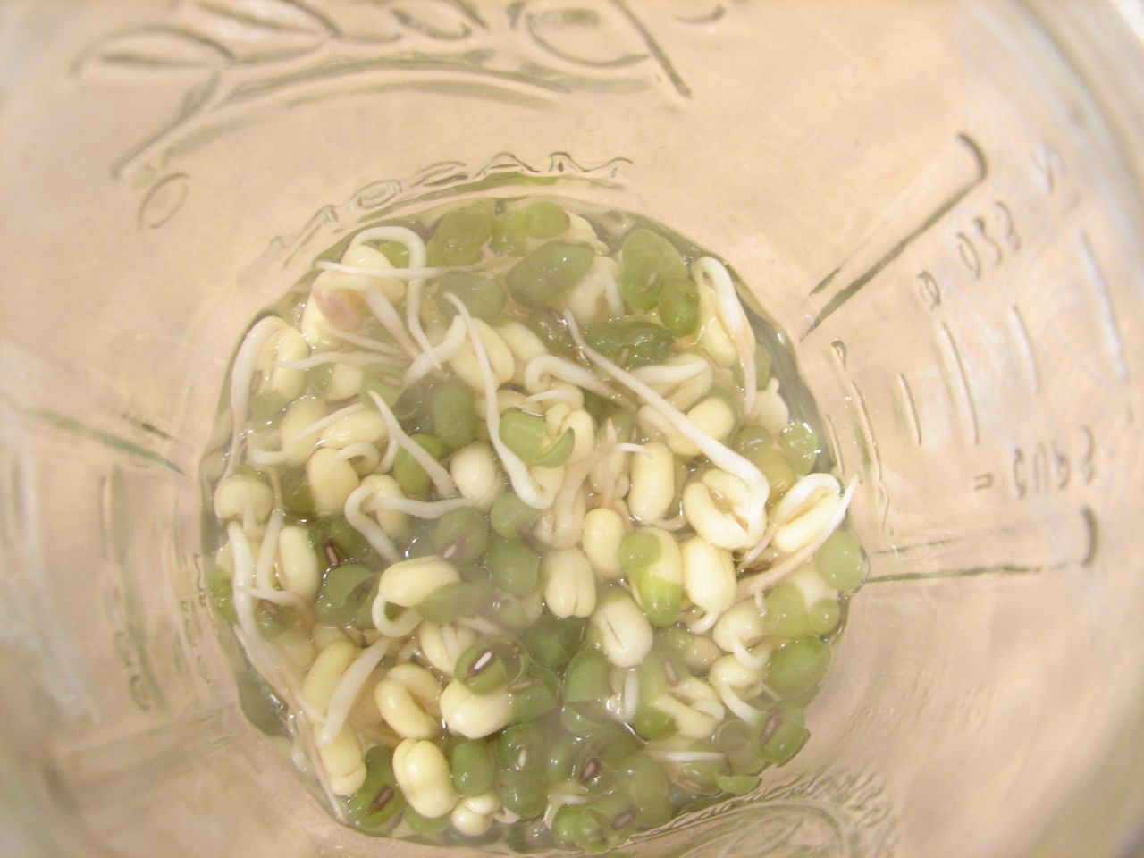 Beans day three - Kontrol