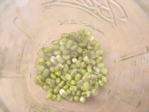 Beans day one - Kontrol