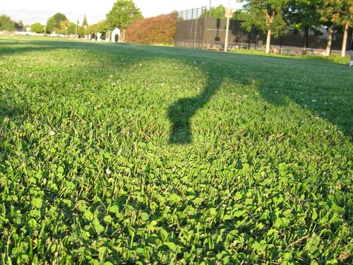 opposition effect in clover