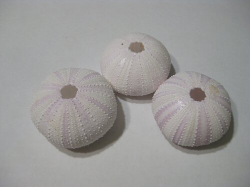 urchin - 03