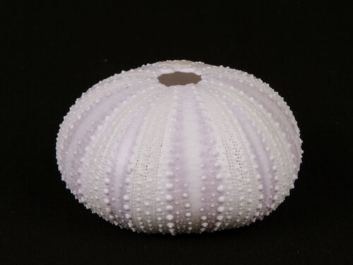 urchin - 20