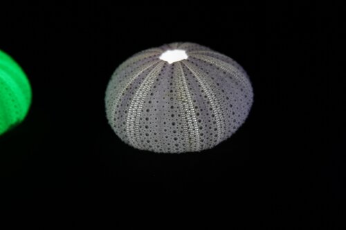 urchin - 25