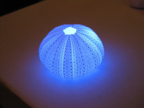urchin - 08