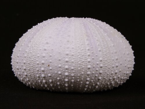 urchin - 19
